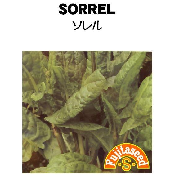 最大55 オフ ハーブ タネ 種 ソレル 藤田種子