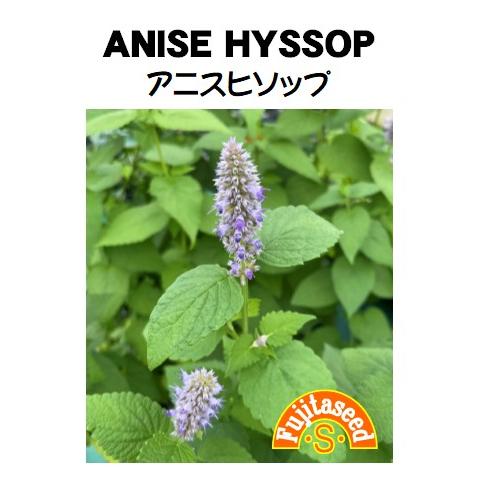 ハーブ タネ 種 アニスヒソップ 藤田種子 H 72 藤田種子株式会社 通販 Yahoo ショッピング