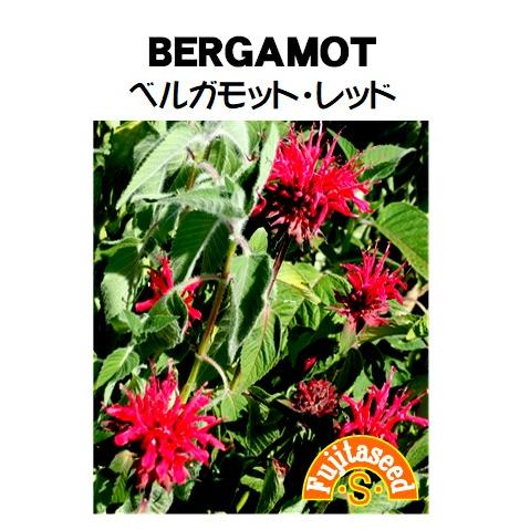 ハーブ タネ 種 ベルガモット レッド 藤田種子 人気の新作