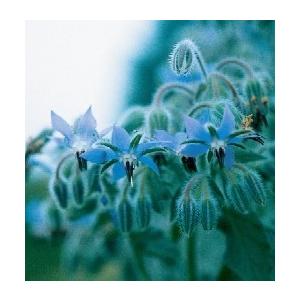 ハーブ タネ 種 ボリジ 藤田種子 H 86 藤田種子株式会社 通販 Yahoo ショッピング