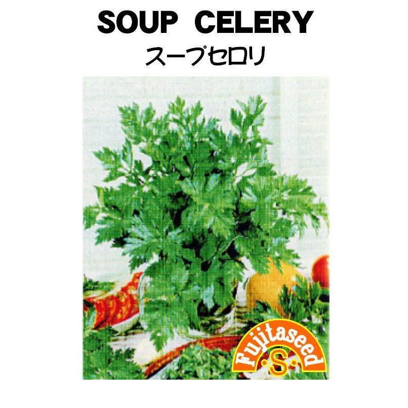 100 本物 野菜 タネ 種 セロリ スープセロリ 藤田種子 Aynaelda Com