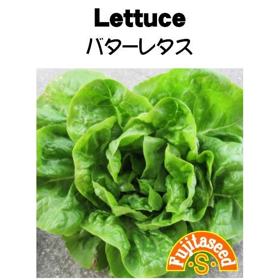 野菜 タネ 種 レタス バターレタス 藤田種子 L 38 藤田種子株式会社 通販 Yahoo ショッピング