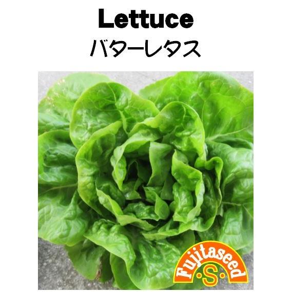 野菜 タネ 種 レタス バターレタス 藤田種子｜fujitaseed