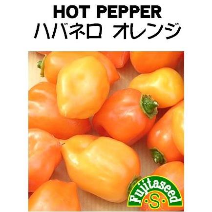 野菜 タネ 種 ハバネロ オレンジ 藤田種子