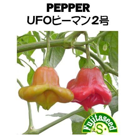 野菜 タネ 種 Ufoピーマン２号 藤田種子 Blog Diploma Msc Com