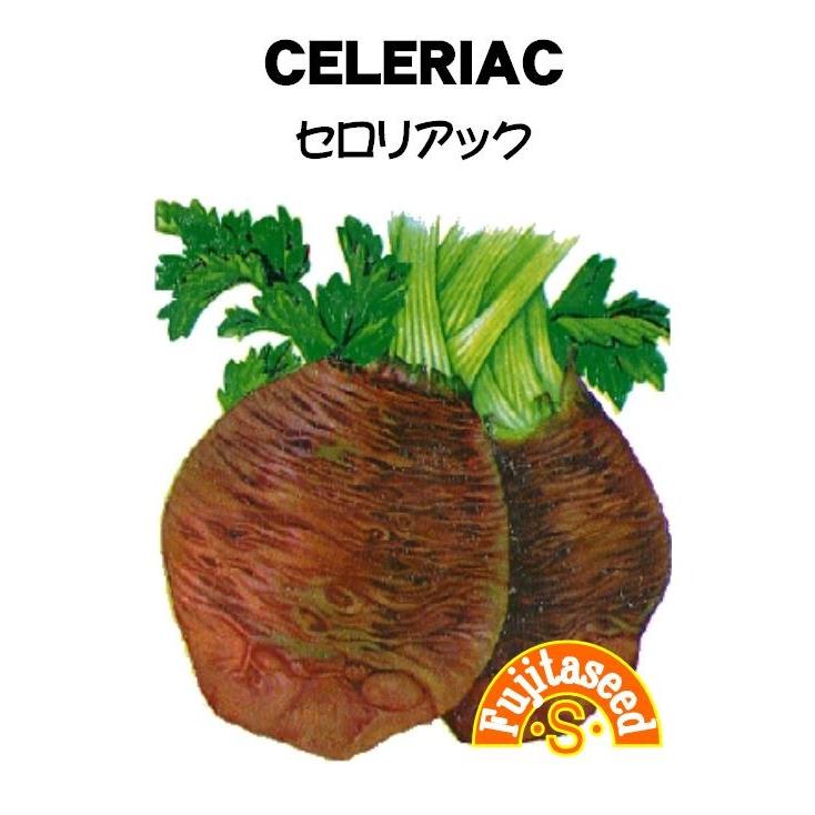 野菜 【SALE／71%OFF】 タネ 種 根セロリ メール便無料 セロリアック 藤田種子