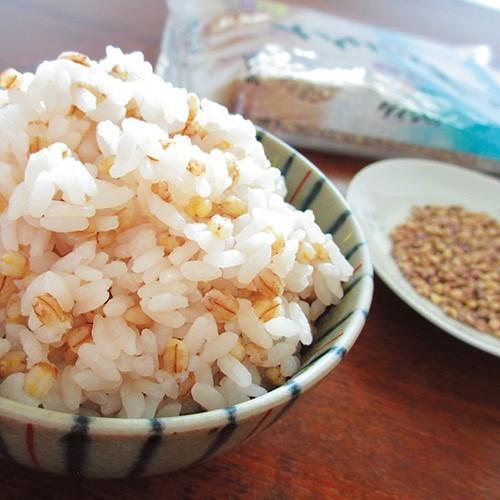 もち麦 国産 ダイシモチ 1000g 機能性表示食品 ダイシモチ麦 ダイシ