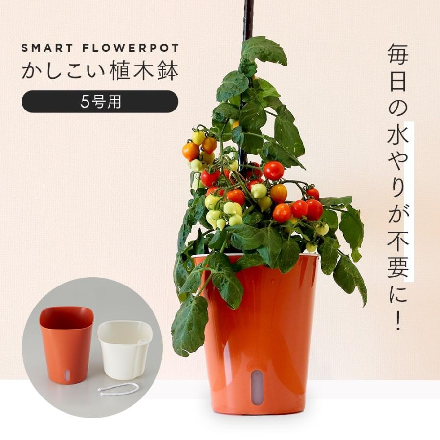 かしこい植木鉢 5号用 毎日の水やり不要 自動給水 水受け不要 野菜