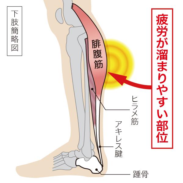 【2枚入り】下肢サポーターEX　超弾性タイプ　強い圧力でしっかりサポート　翌日に疲れを残したくない方におすすめ！＜特許出願中＞｜fukudabudogu｜06