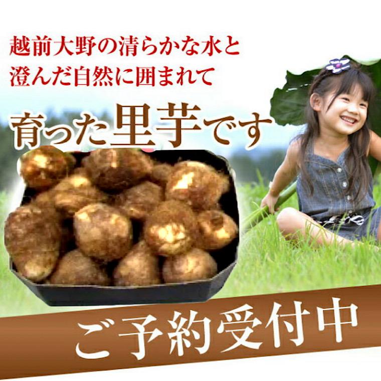 福井県特産上庄里芋約３Ｋ化粧箱 青秀品  お歳暮・贈答用にも おせち料理に さといも 里芋 |  | 01