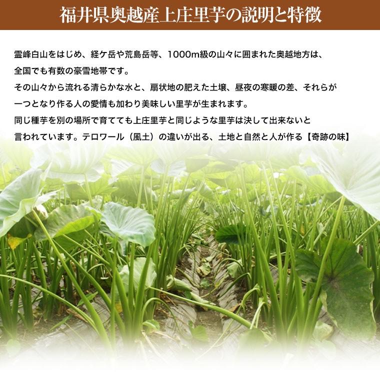 福井県特産上庄里芋約３Ｋ化粧箱 青秀品  お歳暮・贈答用にも おせち料理に さといも 里芋 |  | 02