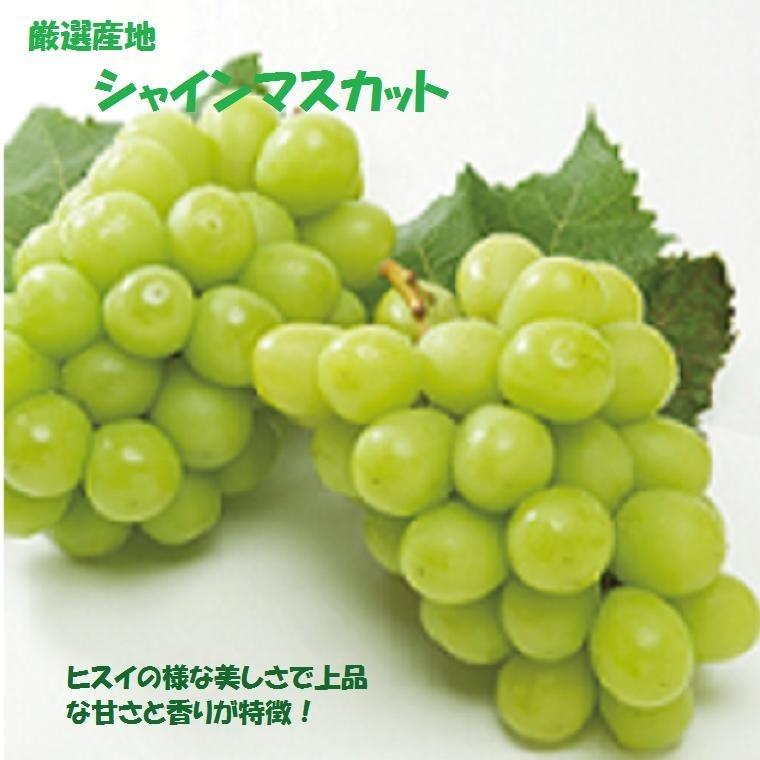 御年賀 果物ギフト 食の宝石箱【Ｂ−３】 フルーツセット３種ギフト化粧箱 果物 詰め合わせ フルーツ 盛り合わせ  お歳暮 御中元 御祝 内祝 父の日 母の日 |  | 03