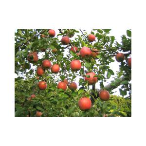 サンフジりんご約５Ｋ化粧箱　青森・長野産【お歳暮・贈答用に】りんご　 |  | 03