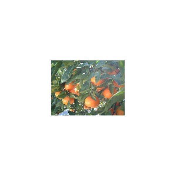 紅俺ん路みかんジュース(100%果汁)6本入り1ケース 1本 紅俺ん路みかんジュース(100%果汁)6本入り1ケース 1本