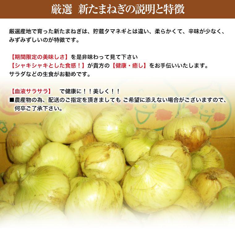 厳選産地【 新玉ねぎ 約10kg箱 】 新玉ねぎ 静岡・愛知・四国・九州・淡路・北海道産 国産 玉ねぎ たまねぎ 玉葱 常備野菜 春野菜の画像
