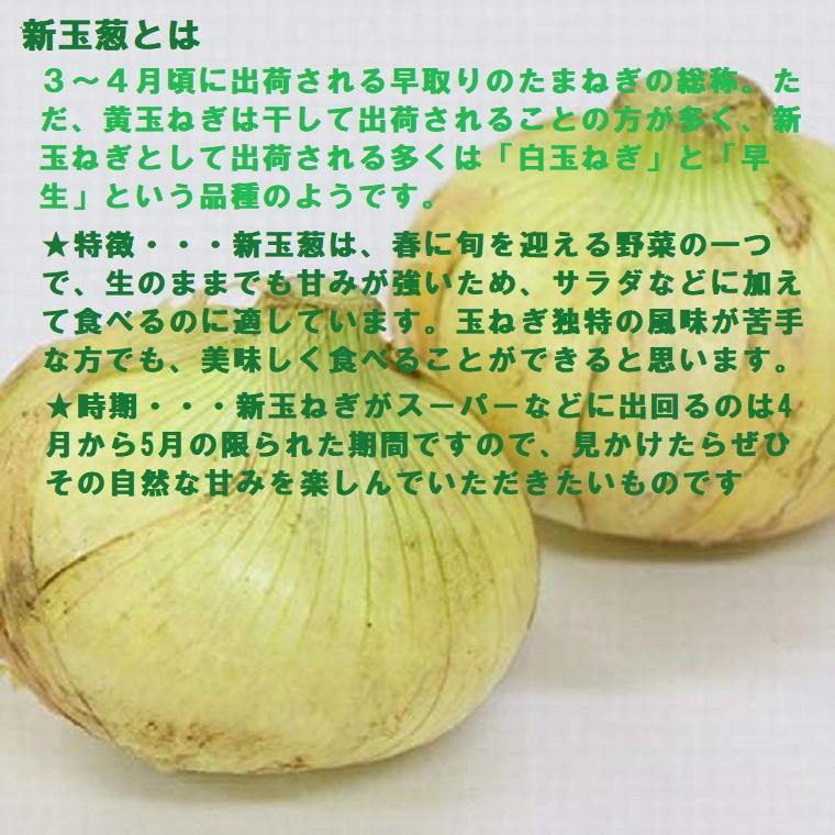 厳選産地【 新玉ねぎ 約10kg箱 】 新玉ねぎ 静岡・愛知・四国・九州・淡路・北海道産 国産 玉ねぎ たまねぎ 玉葱 常備野菜 春野菜の画像