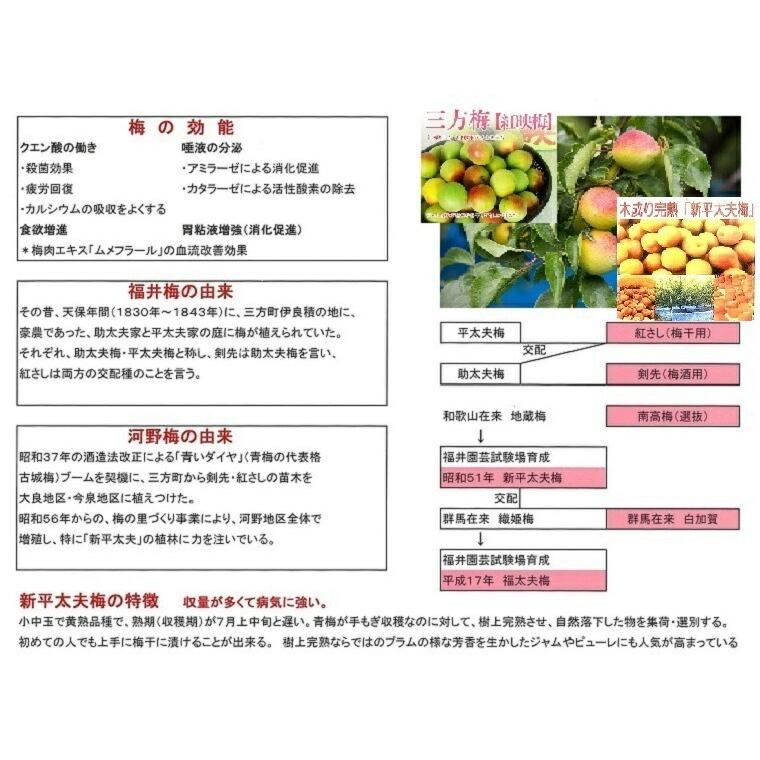 完熟梅 新平太夫梅 秀品 約10K箱 サイズ指定なし 福井 樹上完熟梅