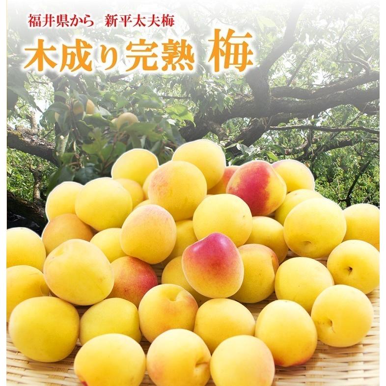 完熟梅 新平太夫梅 秀品 約10K箱 サイズ指定なし 福井 樹上完熟梅