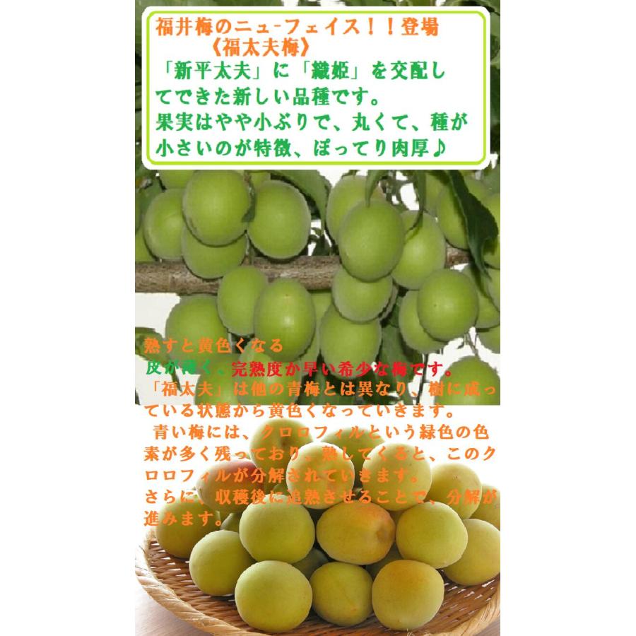 福井県 梅【福太夫梅】ふくだゆううめ 秀品約5kg 手選別 梅 福井梅 