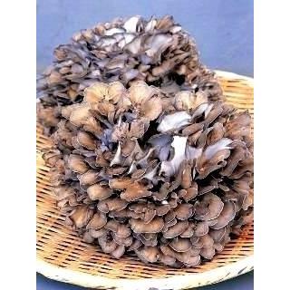 九頭竜まいたけ 約450ｇ1株入り化粧箱（福井県奥越産）九頭竜【くずりゅう】まいたけ 福井 ふくい |  | 01
