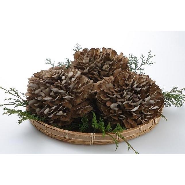 九頭竜まいたけ 約450ｇ1株入り化粧箱（福井県奥越産）九頭竜【くずりゅう】まいたけ 福井 ふくい |  | 05