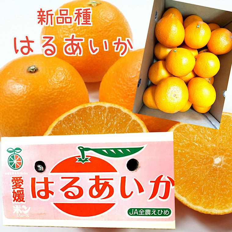 【ももこ】6種類詰合せ×6本+SUIGUNマドンナM6.5Kg 新商品【はるあいか】良品 約3kg 愛媛県産 期間限定商品 紅マドンナ と