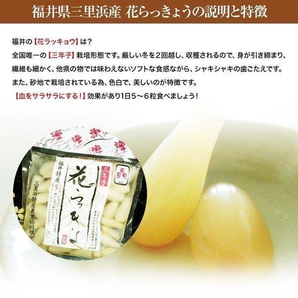 福井県三里浜 三年子花らっきょう 10袋セット 送料無料 3 福井くいしんぼ市場ヤフー店 通販 Yahoo ショッピング