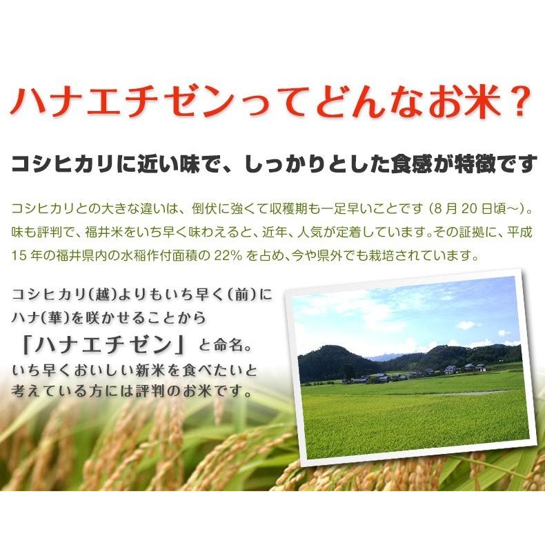 米 ハナエチゼン 20kg 5kg×4袋 白米 福井県産 令和5年産 送料無料｜fukuikomeya｜06