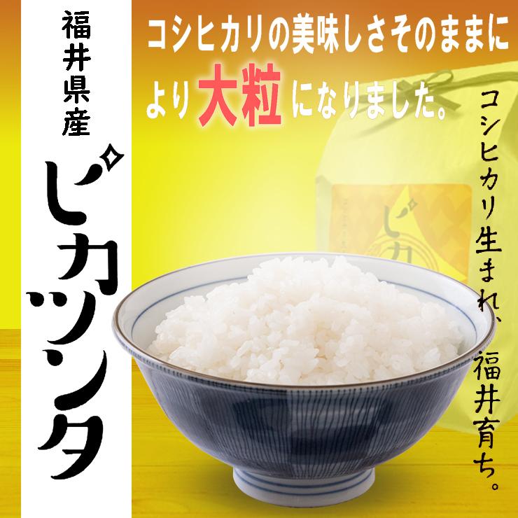 福井米 こだわりの米 コシヒカリ 令和5年度産