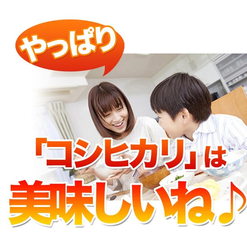 米 10kg 送料無料 コシヒカリ 白米 国内産 故郷コシヒカリ令和5年産｜fukuikomeya｜05