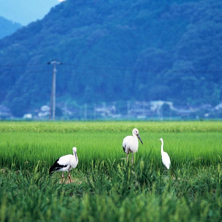 オーガニック 純米料理酒 720mL 国際有機認証 有機JAS 無添加 無塩 料理酒 福光屋 | 福光屋 | 12