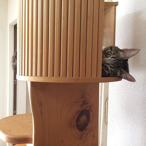 キャットツリーひぐらし 支柱1本 ハウス付きタイプ : 福猫本舗 - 通販
