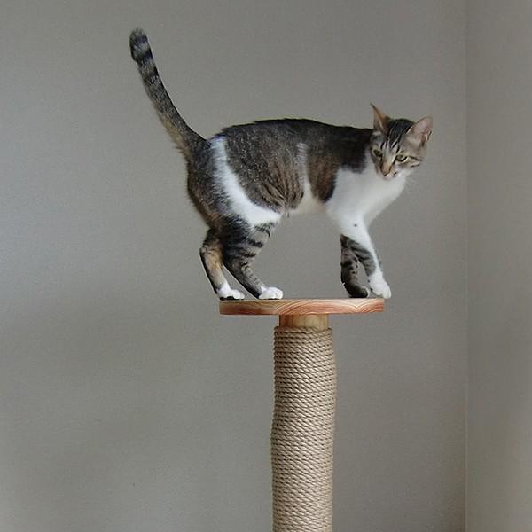 タワー型 爪とぎ : 福猫本舗 - 通販 - Yahoo!ショッピング