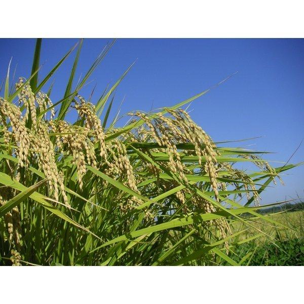 令和７年　「お米の女王」福島県会津産ミルキークイーン　白米５kg×２袋／計精米10kg