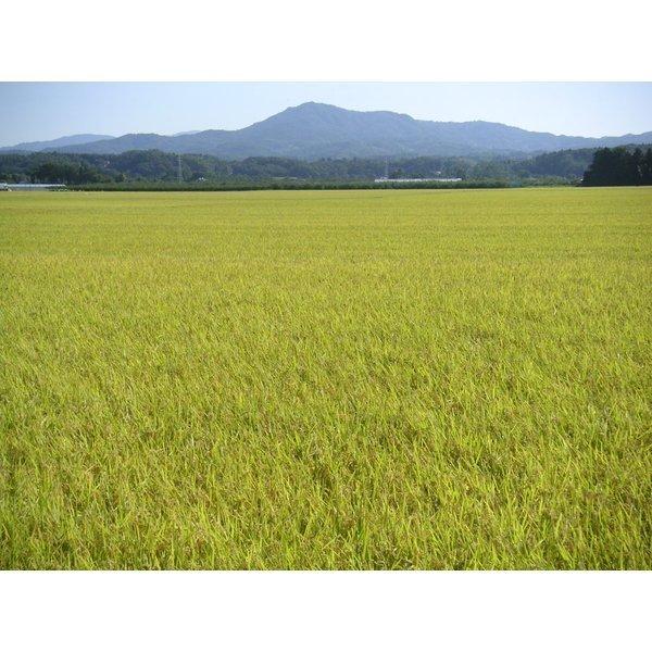 令和７年　「お米の女王」福島県会津産ミルキークイーン　白米５kg×２袋／計精米10kg