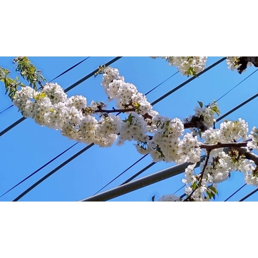 まるせい果樹園 さくらんぼ 紅秀峰 280g 2ｐ プレゼント