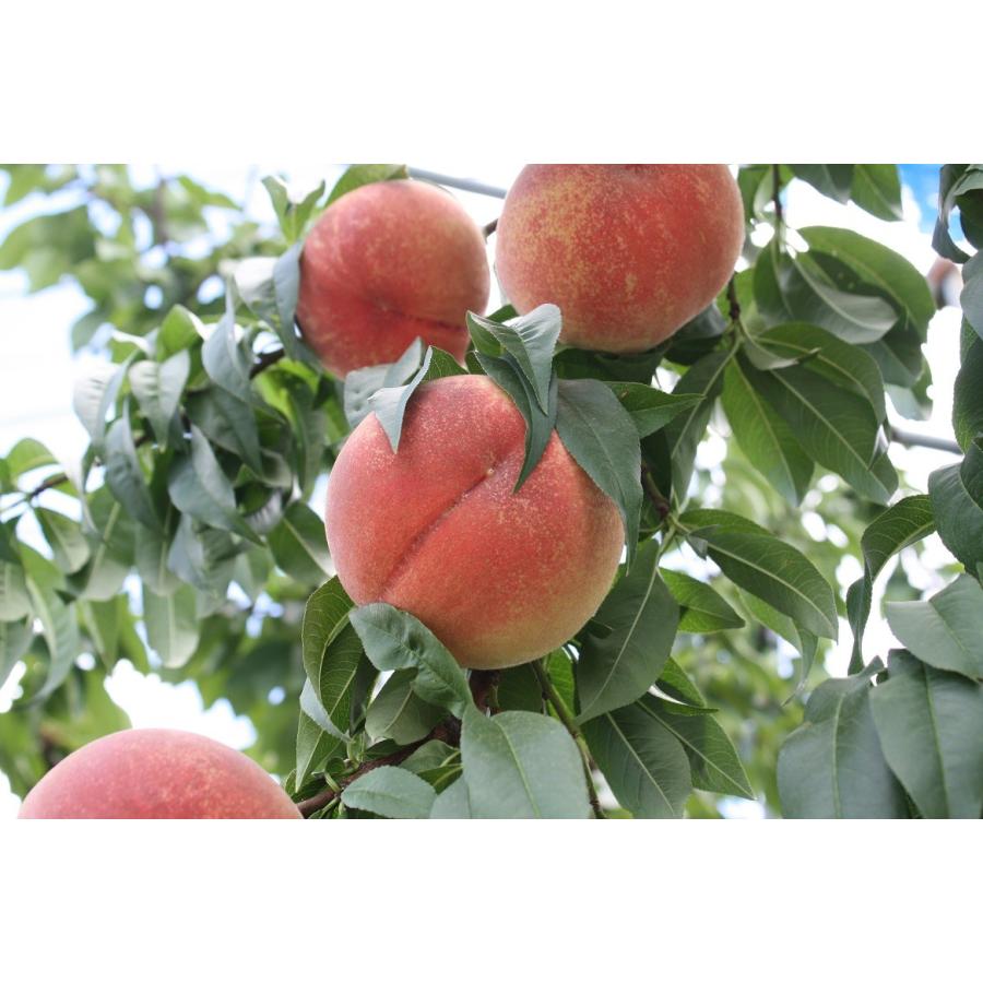 まるせい果樹園 あかつき お試しサイズ Momo4 まるせい果樹園 通販 Yahoo ショッピング