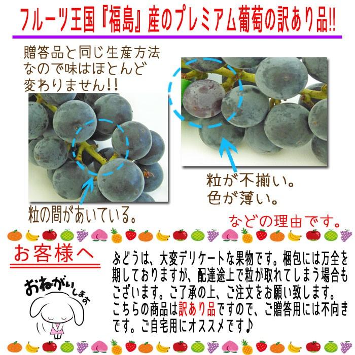 ぶどう 巨峰 (種なし) ご家庭用 訳あり 福島県産 約1.5kg 発送時期：9