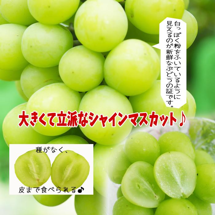 福島県産シャインマスカット1箱5キロ15房 葡萄の里 シャインマスカット 1房（700g以上）【2025年発送