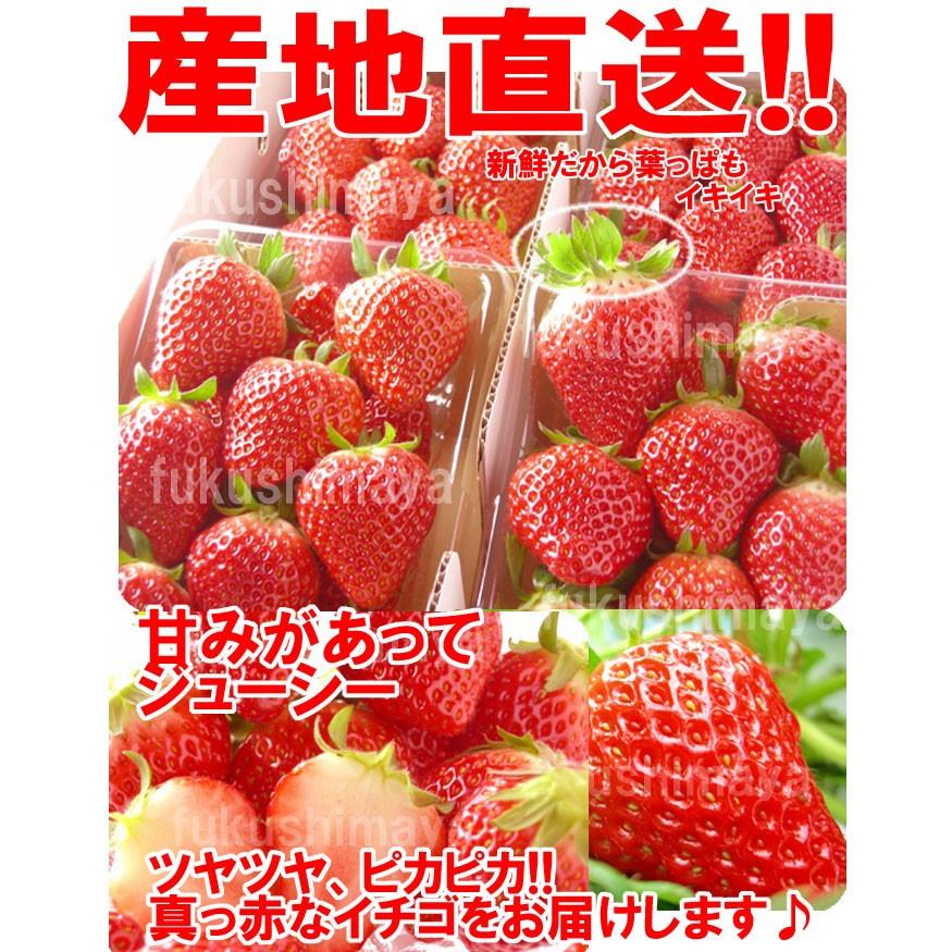 とちおとめ いちご イチゴ 4パック入 2L〜3L 【発送期間:2月中旬頃〜4月上旬頃まで予定】「ふくしまプライド。体感キャンペーン（果物/野菜）」｜fukushimasan｜11