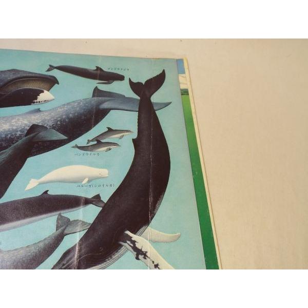 仕掛絵本[クジラ 力持ちの海の巨人たち かがく・しかけえほん（難有り 
