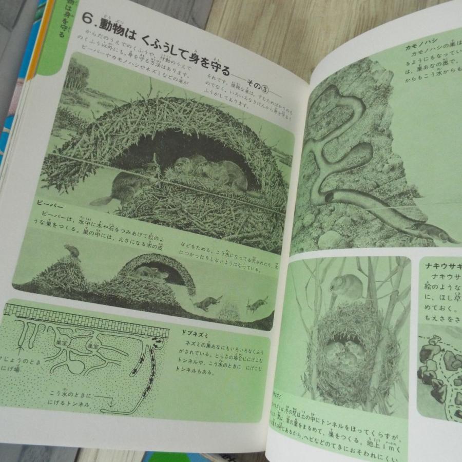 図鑑[学研の図鑑 動物の図解（箱あり）（昭和62年第19刷）] 様々な動物