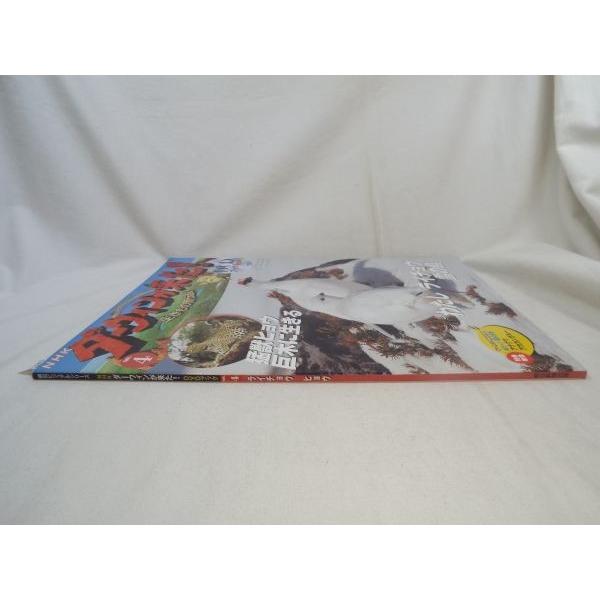 NHKダーウィンが来た！ DVDブック4 ライチョウ／ヒョウ 朝日新聞出版