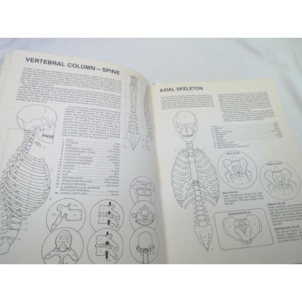 塗り絵[HUMAN ANATOMY Coloring Book（人体解剖図の塗り絵）] 人体図鑑