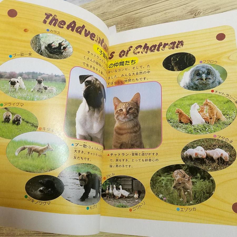 絵本[ファミリー版 子猫物語(1986年第1刷)] 畑正憲 ムツゴロウ 大