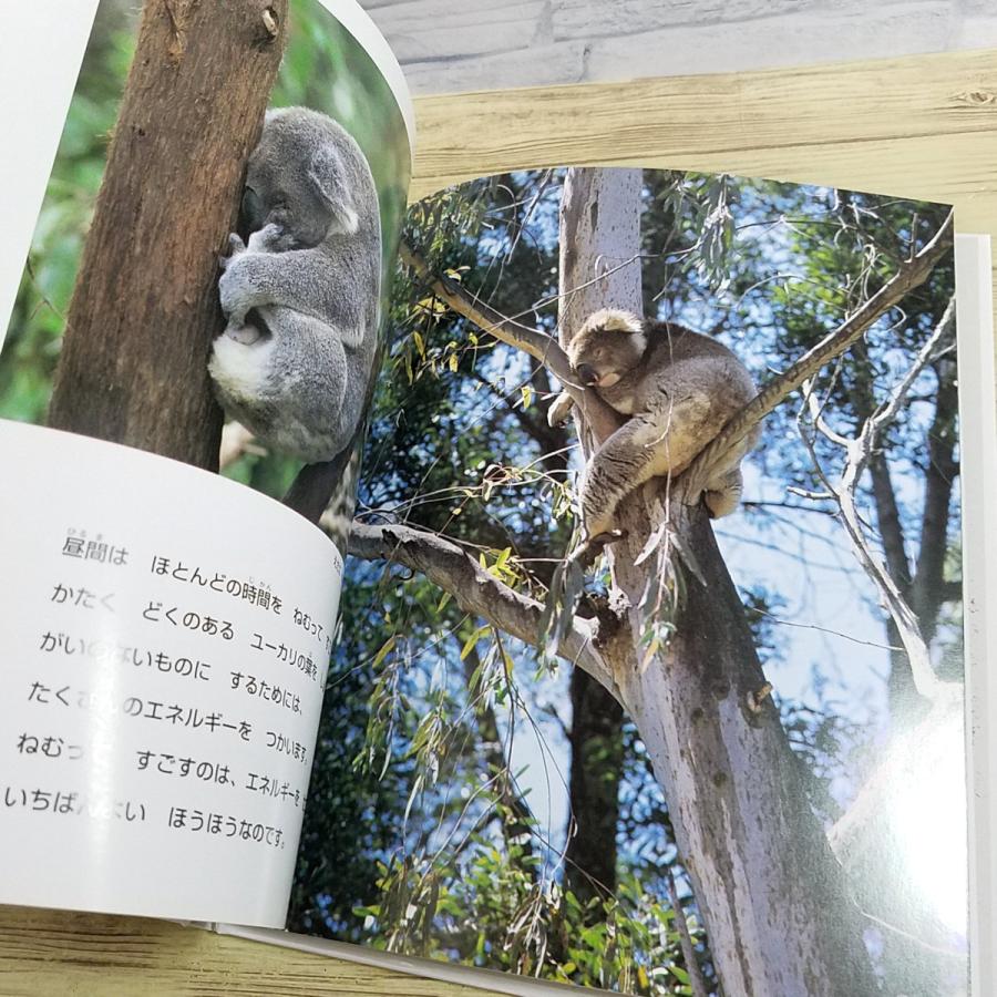 可愛い動物シリーズ洋書 絵本 まとめ売り 37冊セット 新品含む 期間限定特価】図鑑[ちがいがわかる 写真絵本シリーズ どうぶつの