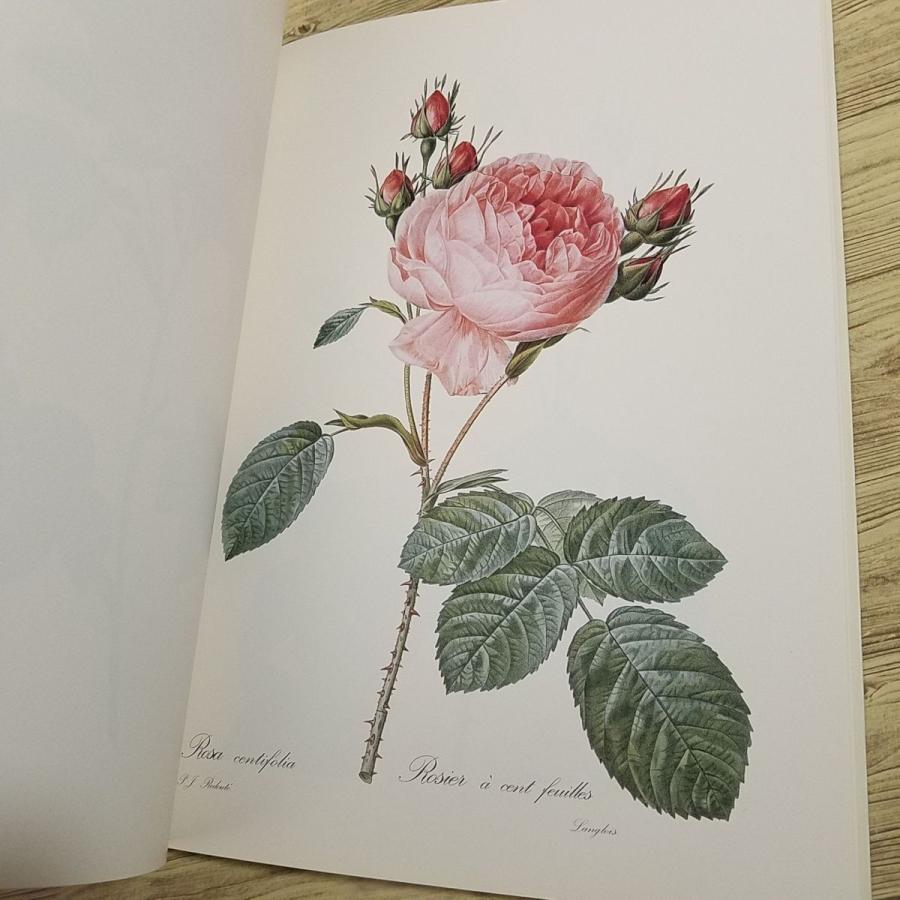 Pierre-Joseph Redout、The Roses3、希少画集画 画集[ピエール＝ジョゼフ・ルドゥーテ Pierre-Joseph Redoute Fleurs