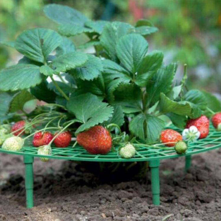 いちご植え支柱 2個セット 園芸支柱 野菜スタンド 誘引作業 白カビ