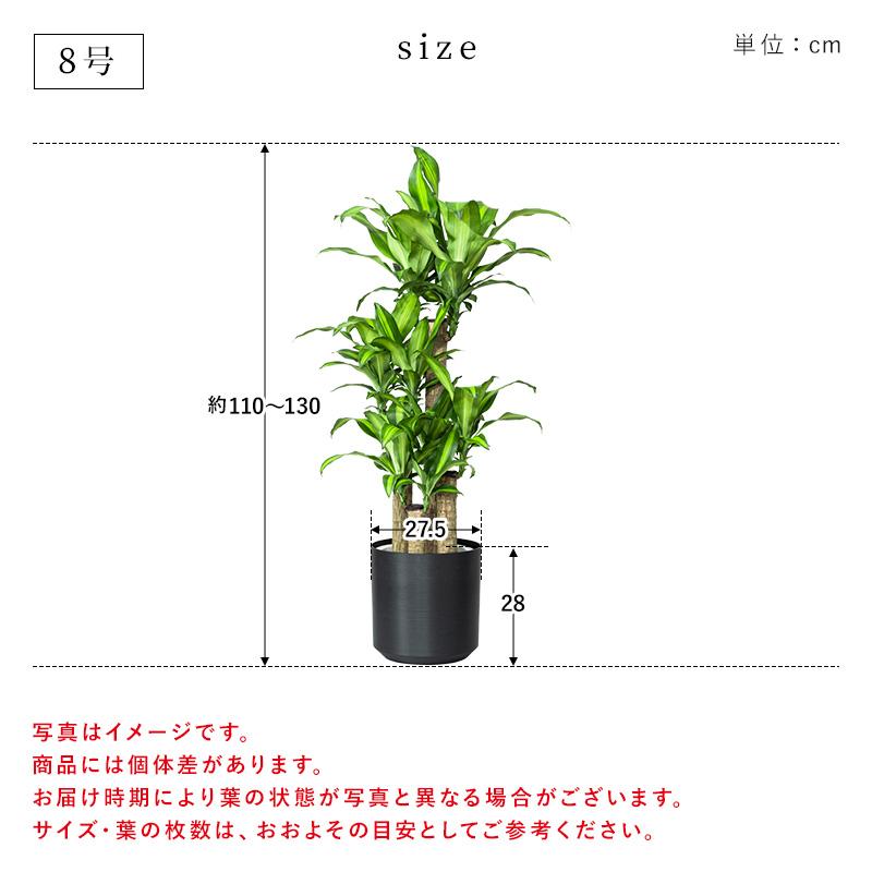 MINT マッサン 観葉 植物 本物 観葉植物 8号 高さ約110〜130cm