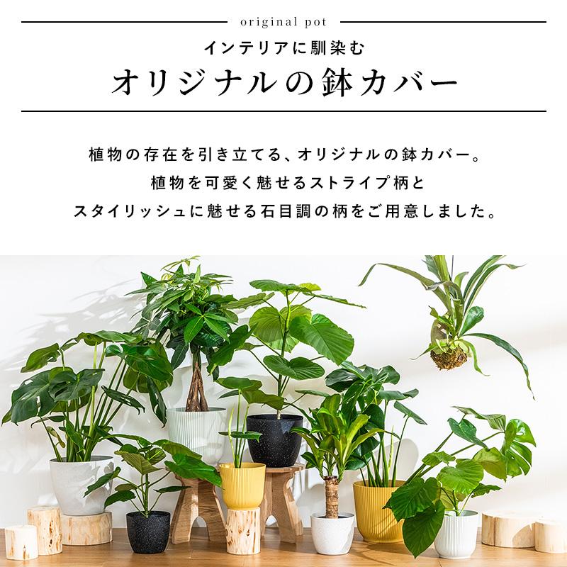 MINT モンステラ インテリア 観葉植物 7号 高さ約55〜75cm 鉢カバー